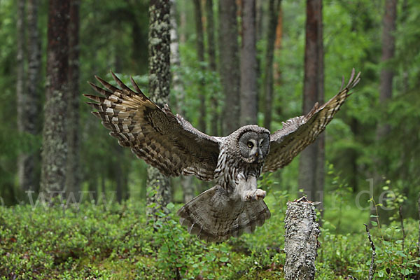 Bartkauz (Strix nebulosa)