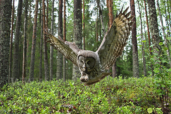 Bartkauz (Strix nebulosa)