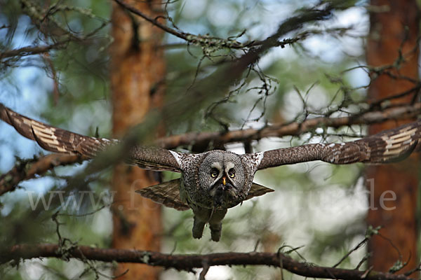 Bartkauz (Strix nebulosa)