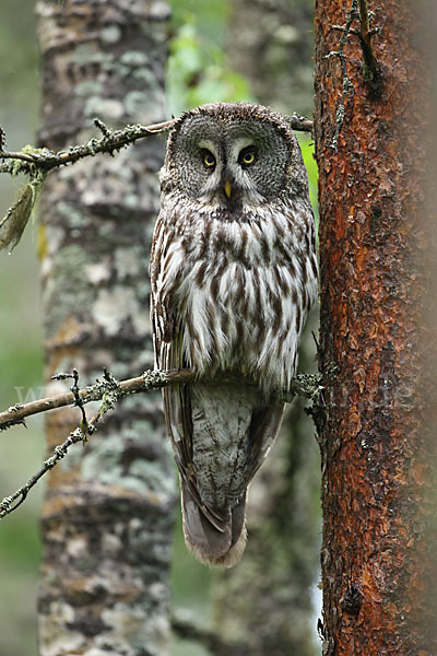 Bartkauz (Strix nebulosa)