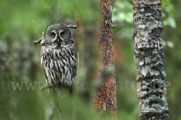 Bartkauz (Strix nebulosa)