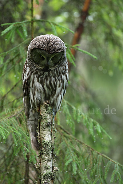 Bartkauz (Strix nebulosa)