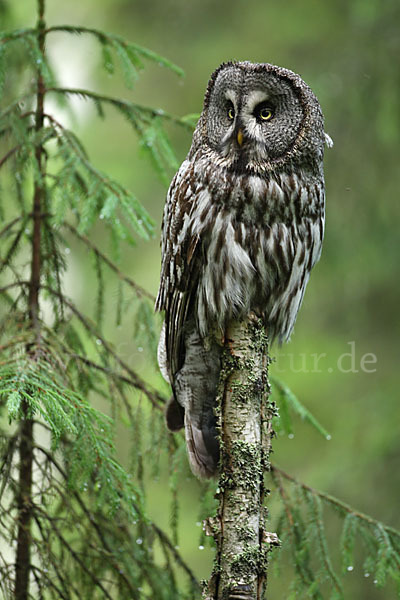 Bartkauz (Strix nebulosa)