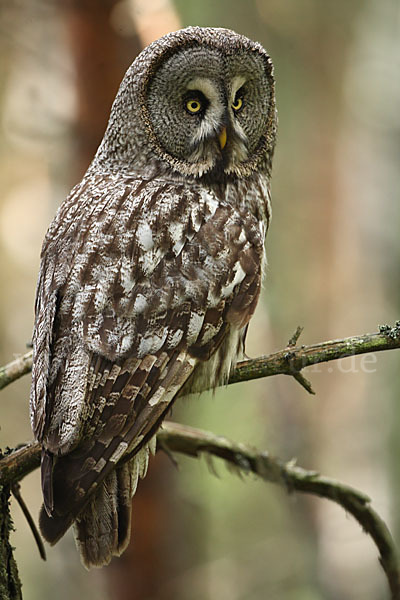 Bartkauz (Strix nebulosa)