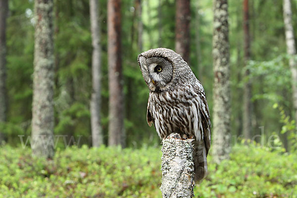 Bartkauz (Strix nebulosa)