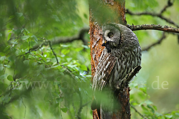 Bartkauz (Strix nebulosa)