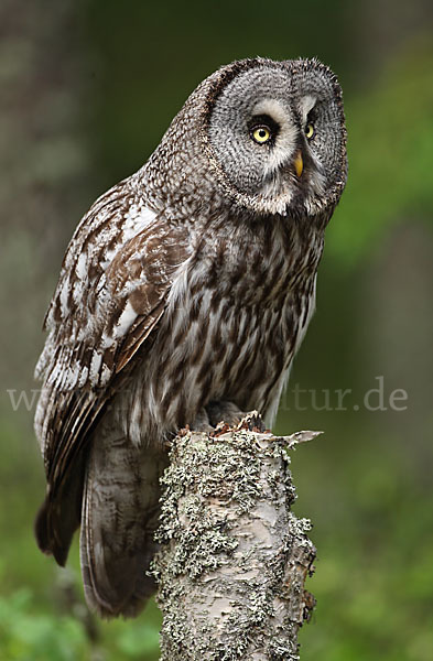 Bartkauz (Strix nebulosa)