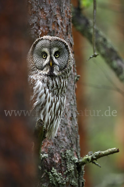 Bartkauz (Strix nebulosa)