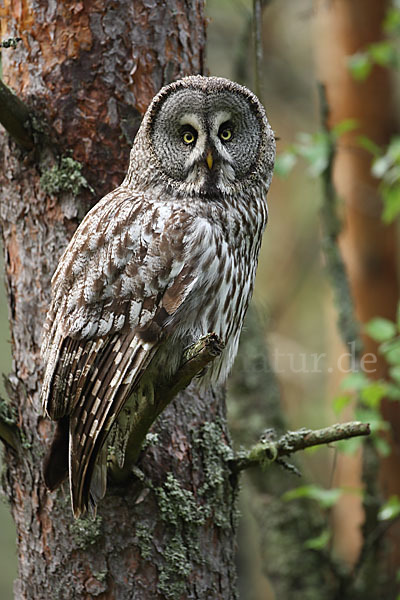 Bartkauz (Strix nebulosa)