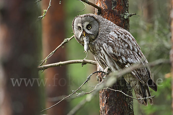 Bartkauz (Strix nebulosa)