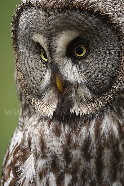 Bartkauz (Strix nebulosa)