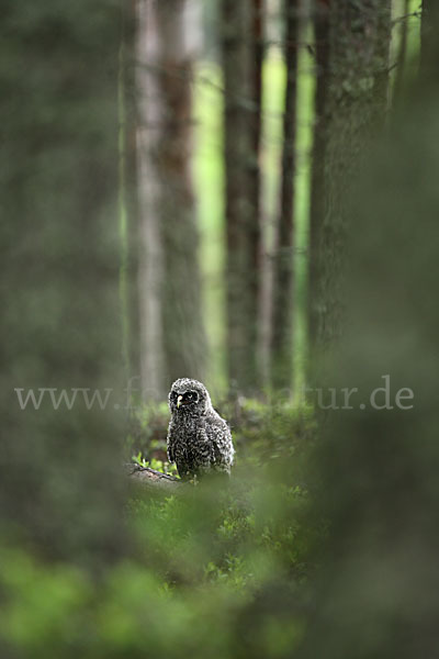 Bartkauz (Strix nebulosa)