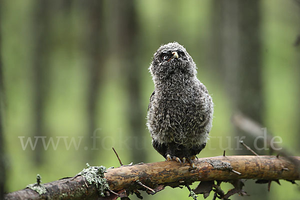 Bartkauz (Strix nebulosa)