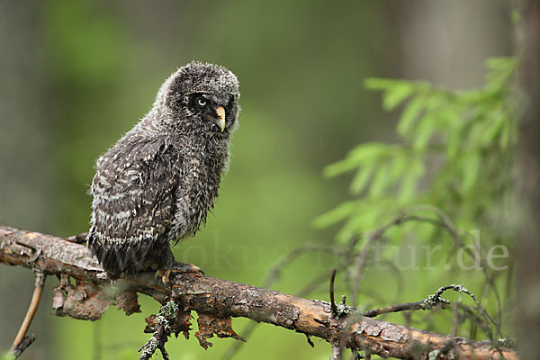 Bartkauz (Strix nebulosa)