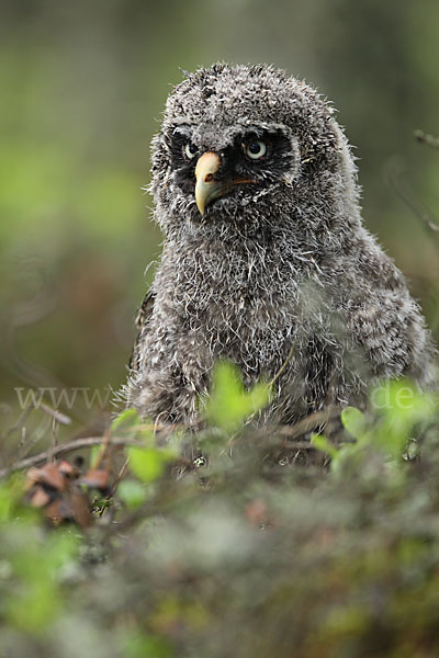 Bartkauz (Strix nebulosa)