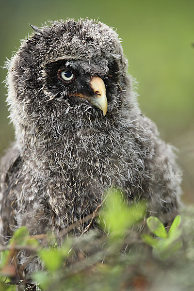 Bartkauz (Strix nebulosa)