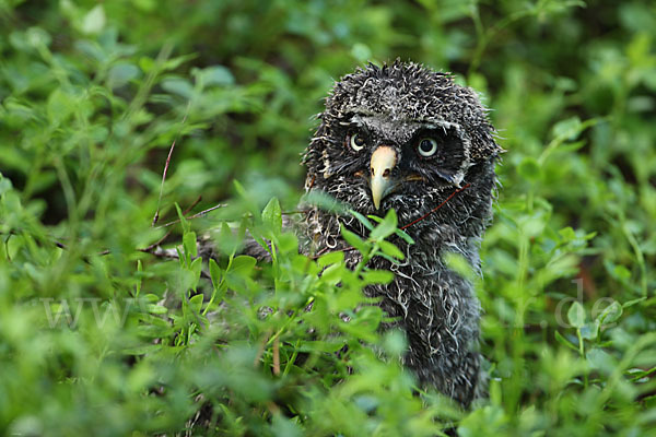 Bartkauz (Strix nebulosa)