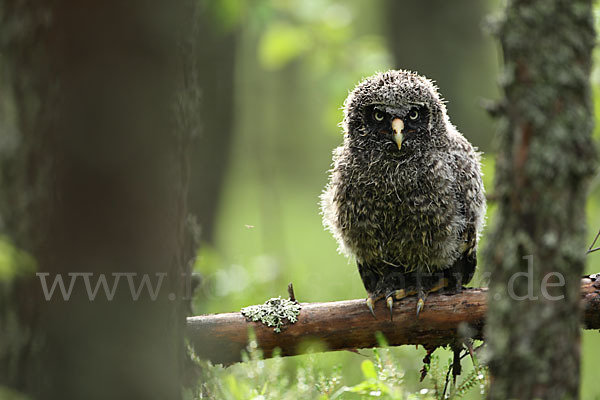 Bartkauz (Strix nebulosa)