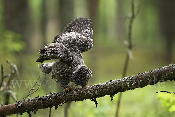 Bartkauz (Strix nebulosa)