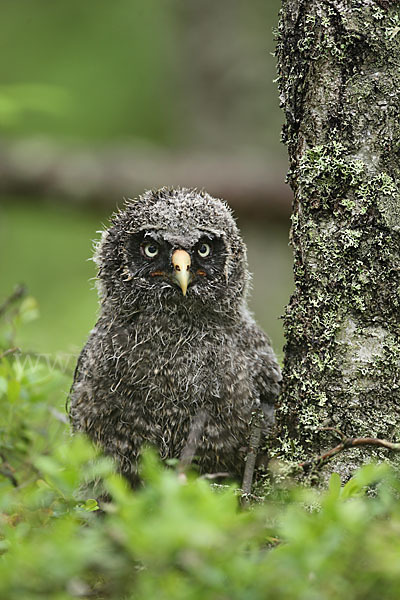 Bartkauz (Strix nebulosa)