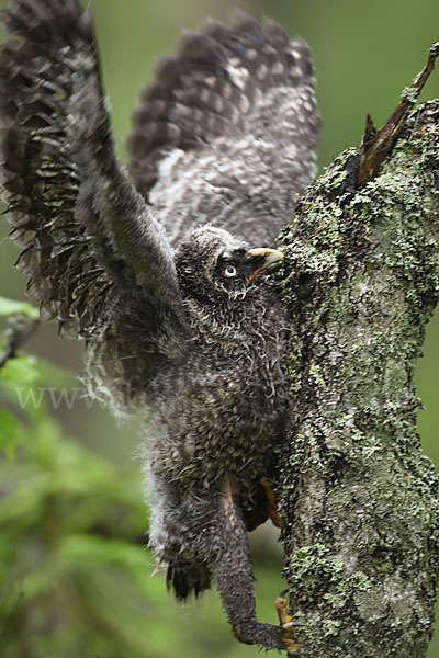 Bartkauz (Strix nebulosa)