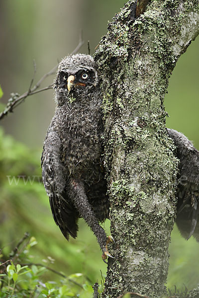 Bartkauz (Strix nebulosa)