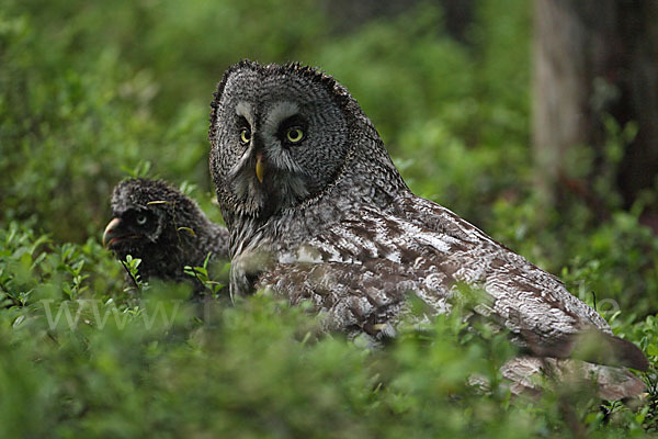 Bartkauz (Strix nebulosa)