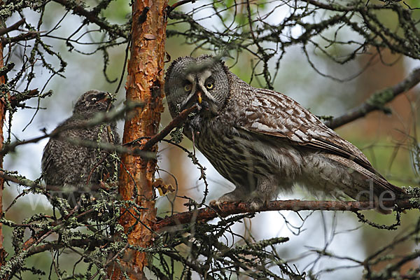 Bartkauz (Strix nebulosa)