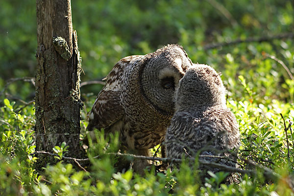 Bartkauz (Strix nebulosa)