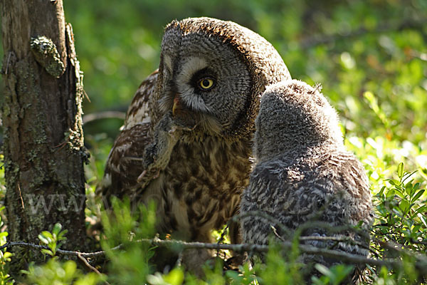 Bartkauz (Strix nebulosa)