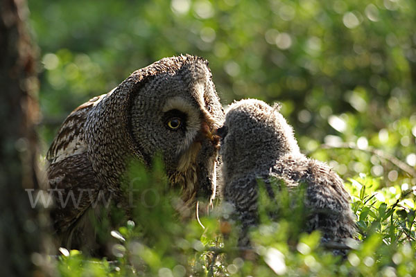 Bartkauz (Strix nebulosa)