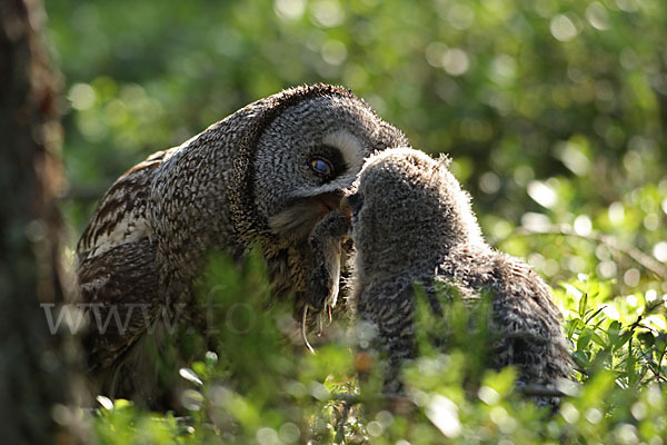 Bartkauz (Strix nebulosa)