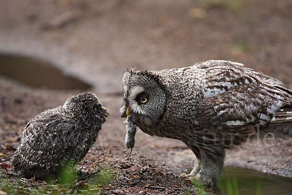 Bartkauz (Strix nebulosa)