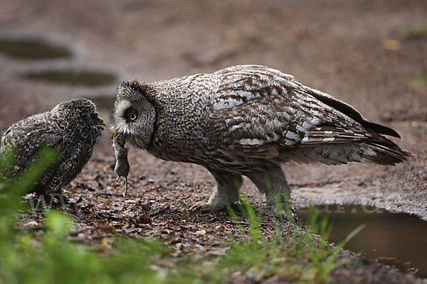 Bartkauz (Strix nebulosa)