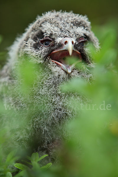 Bartkauz (Strix nebulosa)