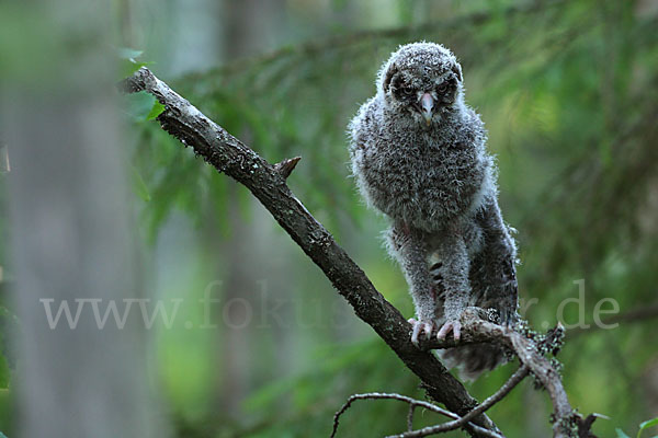 Bartkauz (Strix nebulosa)