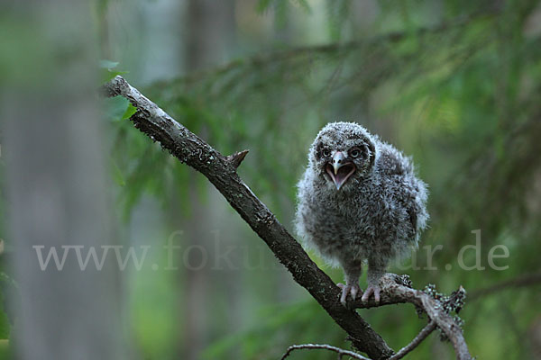 Bartkauz (Strix nebulosa)