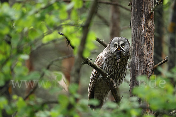 Bartkauz (Strix nebulosa)