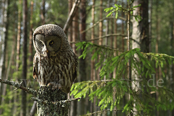 Bartkauz (Strix nebulosa)