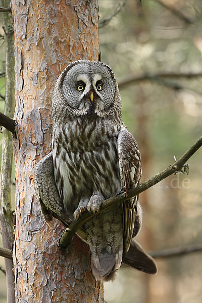 Bartkauz (Strix nebulosa)