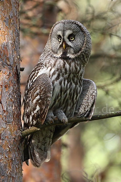 Bartkauz (Strix nebulosa)