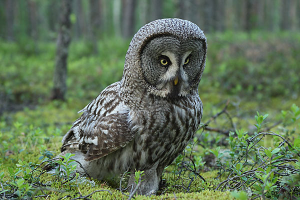 Bartkauz (Strix nebulosa)