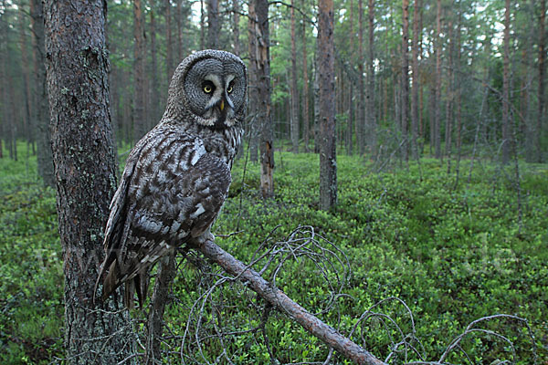 Bartkauz (Strix nebulosa)