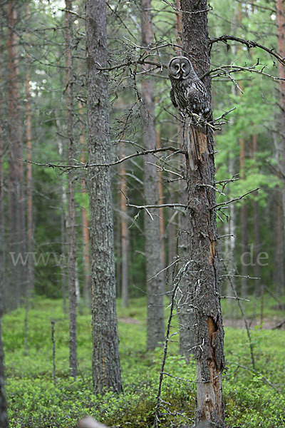 Bartkauz (Strix nebulosa)