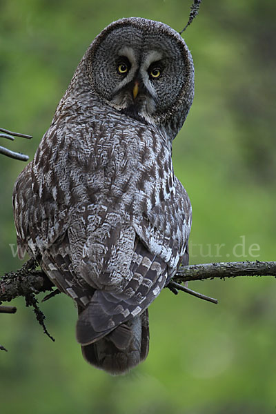 Bartkauz (Strix nebulosa)