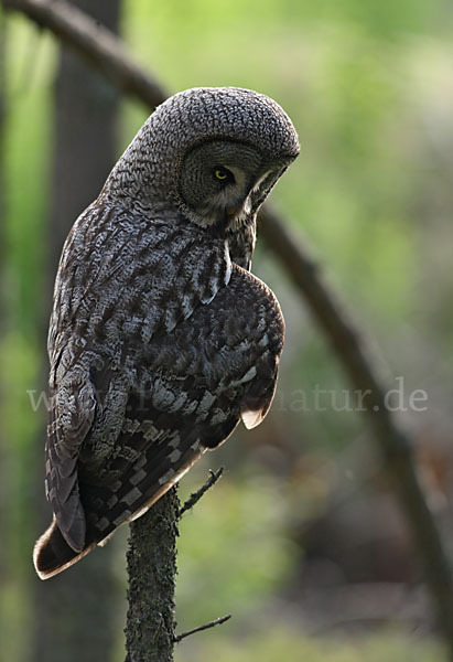 Bartkauz (Strix nebulosa)