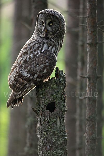 Bartkauz (Strix nebulosa)