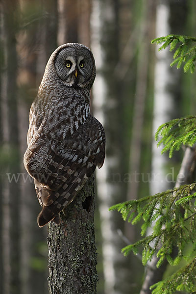 Bartkauz (Strix nebulosa)