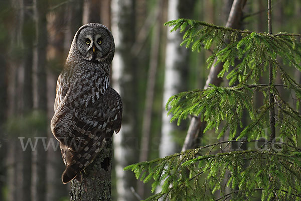 Bartkauz (Strix nebulosa)