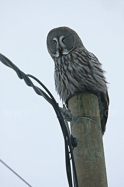 Bartkauz (Strix nebulosa)